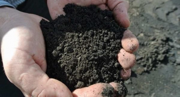 Popis 37 nejlepších odrůd bílých alstroemeria, technologie pěstování